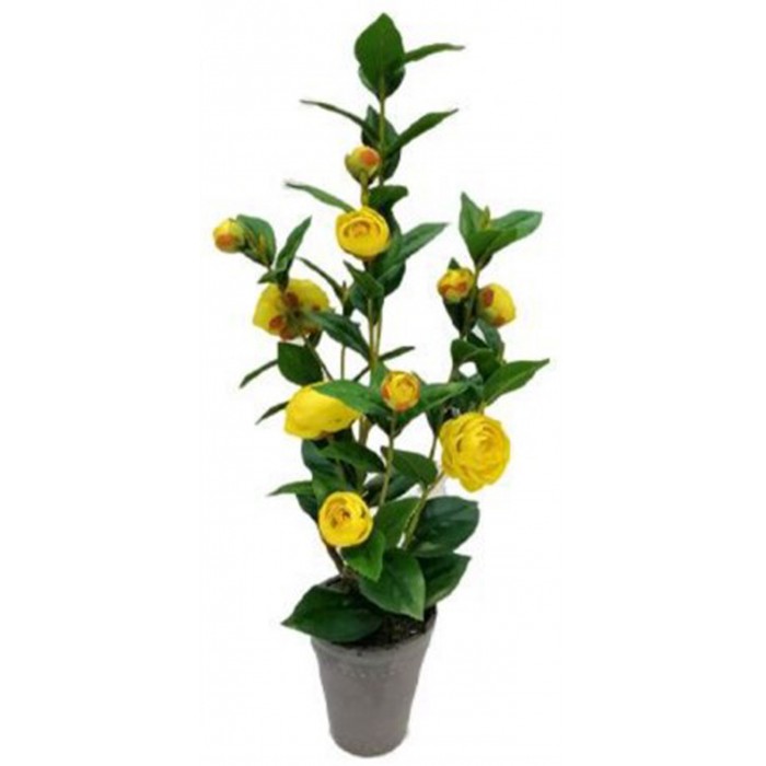 ForHome 921507 Τεχνητό Φυτό σε γλάστρα 9x59.5cm
