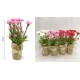 ForHome 921506 Τεχνητό Φυτό σε γλάστρα 8.5x31cm