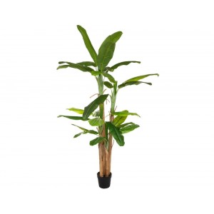  Big Banana Tree 2.85M 179279