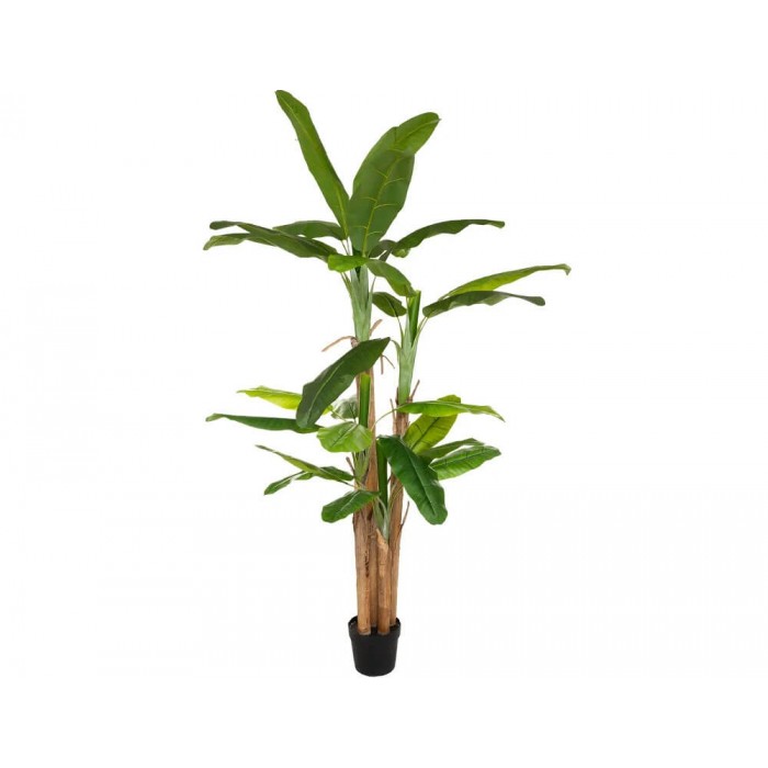 Big Banana Tree 2.85M 179279