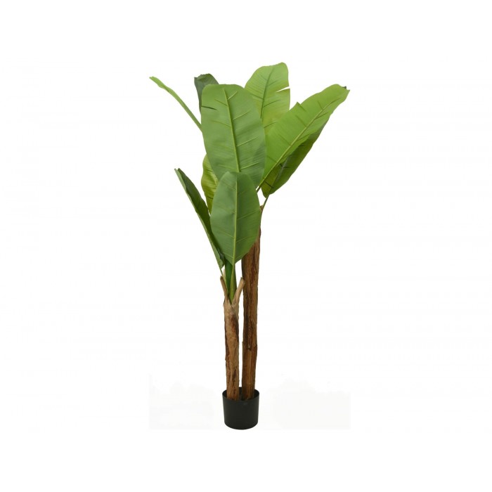  Banana Tree 95X160Cm Pl6000130