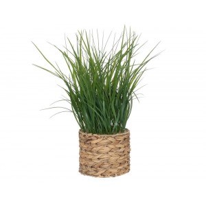  Plant W/ Nat Pot H70 196736