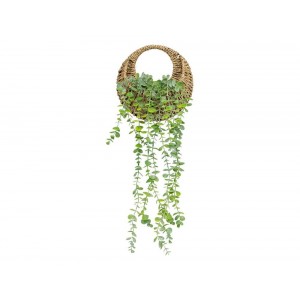  Plante Susp Nat Euca Zea H70