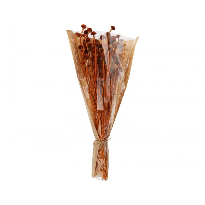  Dried Flowers Wild Daisy Terra Amd001120
